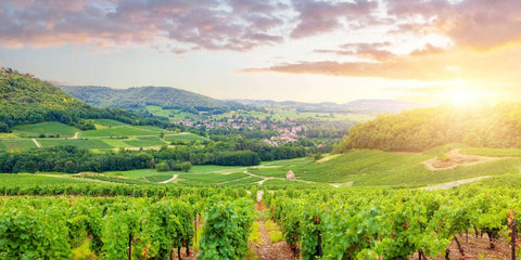 Vini Rossi della Borgogna