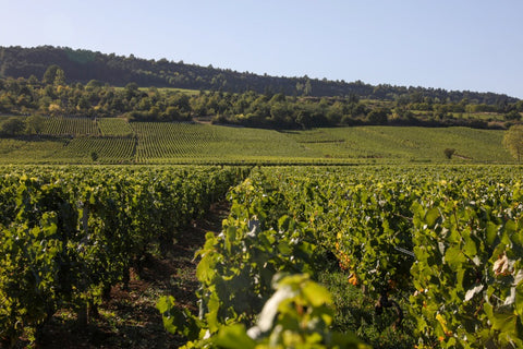 Vini Bianchi della Borgogna