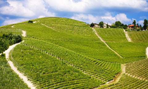 Barolo Masters | Cavallotto
