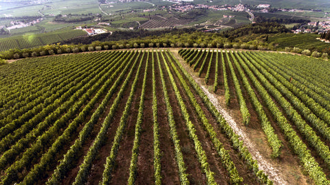 Vini Rossi del Veneto