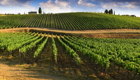 Vini Rossi della Toscana