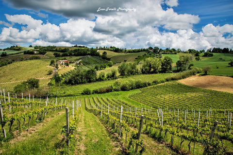 Vini Bianchi delle Marche