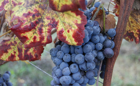 Barolo & Barbaresco