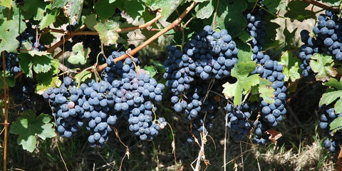 La settimana della Barbera